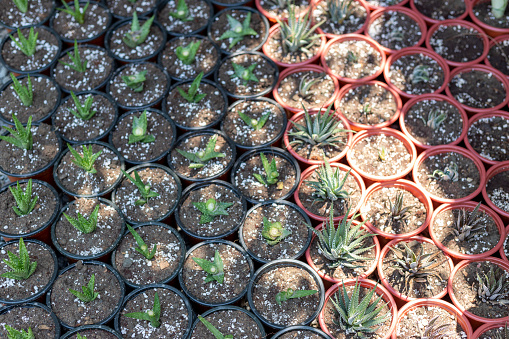 High angle view of newly planted aloe and haworthias plants in a pots