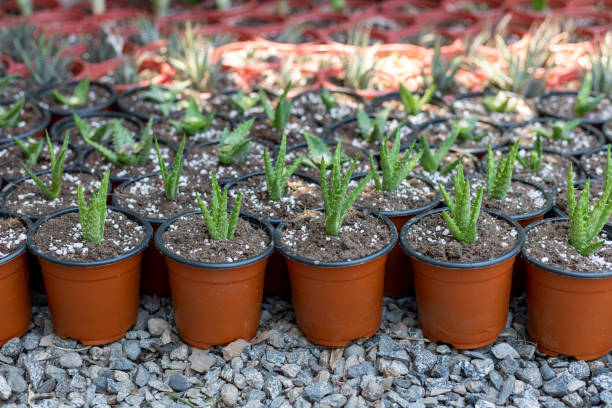 istock Aloe juvenna propagation in a plant nursery 1411565761