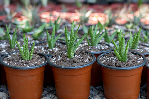 istock Aloe juvenna tiger tooth plants germinated in pots 1411565762