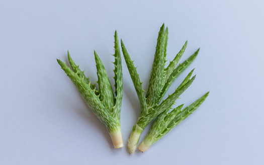 Aloe tiger tooth cuttings on a white isolated background