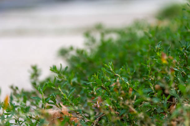istock green weed on a street 1411565839