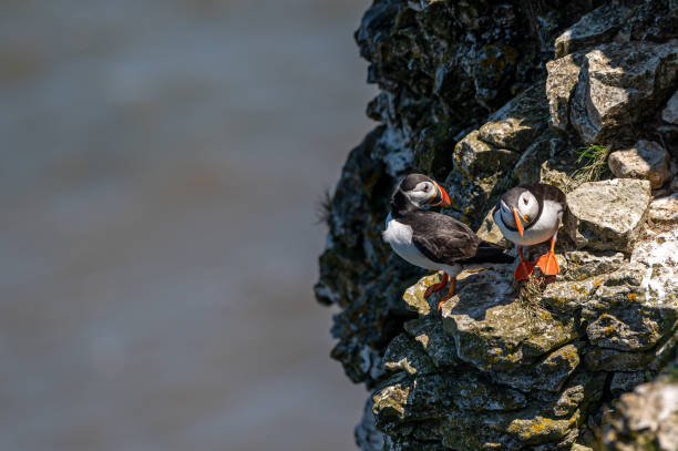 istock Atlantic puffins, ratercula arctica, perched on a cliff edge 1411566090