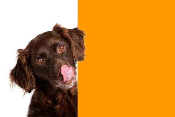 cachorro marrom olhando ao redor do canto de uma placa laranja vazia com espaço para cópia - dog eating pets licking - fotografias e filmes do acervo