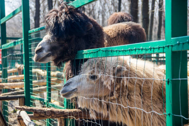 istock a heads of camels (camelus bactrianus) 1411568526