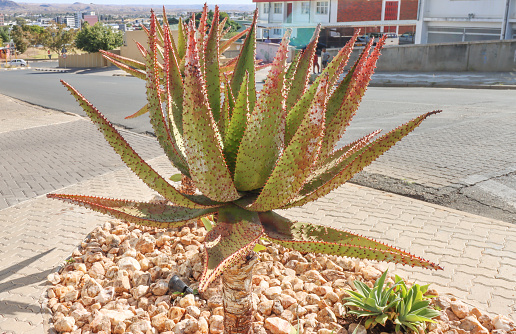 Aloe 'Teethy Schmeethy' at Windhoek in Khomas Region, Namibia