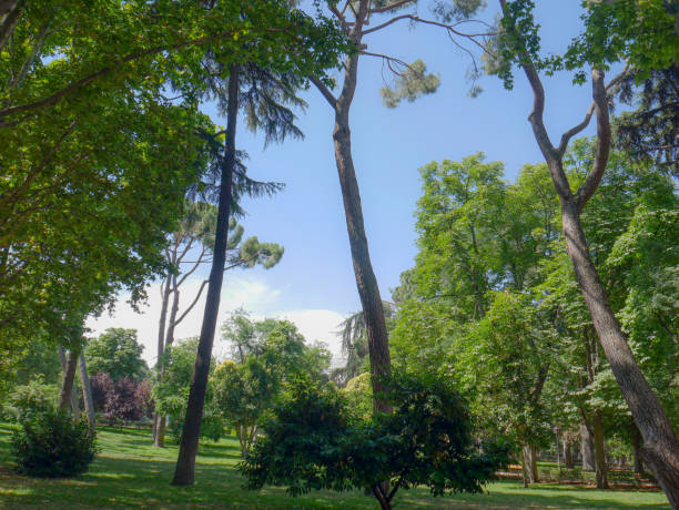 Madrid, Spain; July 1 2022: Retreat Gardens in the city center. Madrid, Spain; July 1 2022: Retreat Gardens in the city center. summer flower lake awe stock pictures, royalty-free photos & images