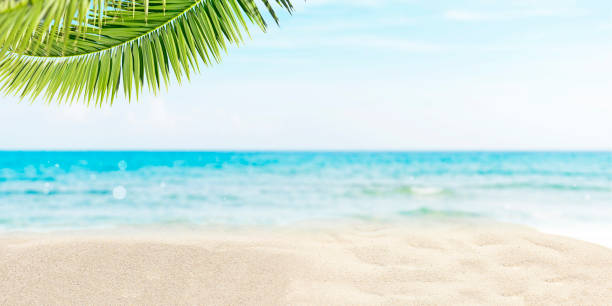 istock Summer beach background with white sand, blue sea and palm tree 1411569798