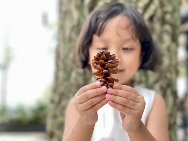 istock Little girl holding pine cone tree 1411569853