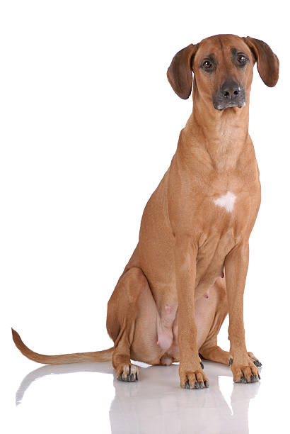 istock Portrait of Rhodesian Ridgeback 141156996