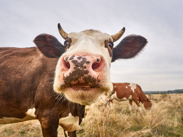 istock Funny cow at the autumn meadow. 1411570363