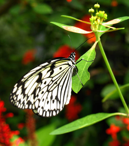istock Butterfly that live in Okinawa Prefecture. 1411570372