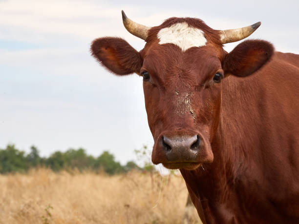 istock Funny cow at the autumn meadow. 1411570390