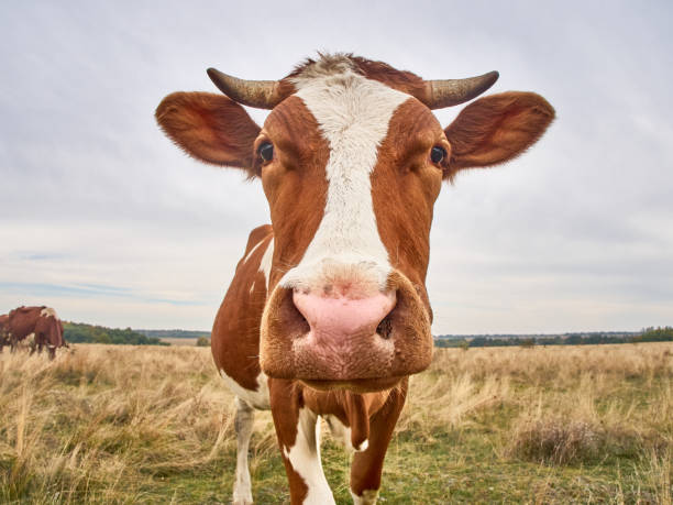 istock Funny cow at the autumn meadow. 1411570459