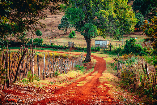 Beautiful African landscape. A tree and roads with red soil surrounded by a wooden fence. Rural life in Kenya, East Africa