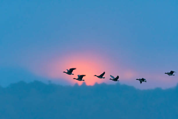istock White-fronted goose flying in the sunrise 1411571357
