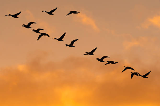 istock A flock of greater white-fronted goose flight 1411571404