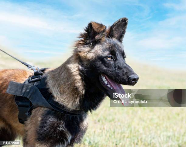 Training Of Belgian Shepherd Stock Photo - Download Image Now - Guard Dog, Playing, Animal