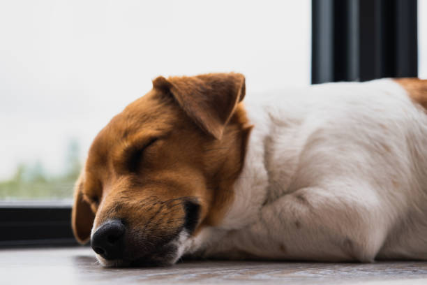 istock Jack Russell Terrier sleeps near the window 1411572046
