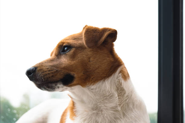 istock Jack Russell Terrier portrait near the window 1411572053