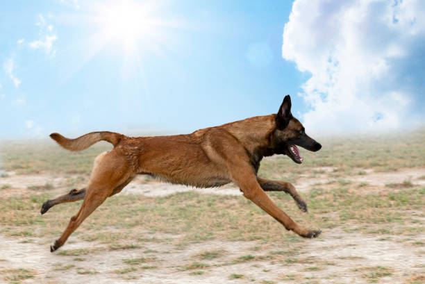 young belgian shepherd training in the nature for security