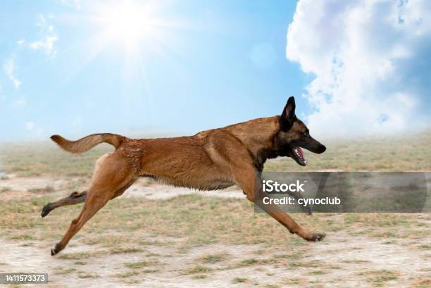 Training Of Belgian Shepherd Stock Photo - Download Image Now - Running, Belgian Malinois, Animals Attacking