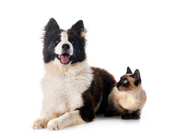 istock young Yakutian Laika and cat 1411573408
