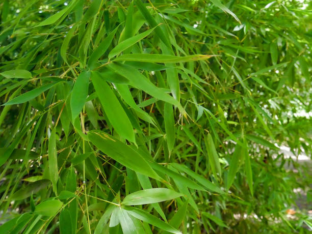 istock Tropical bamboo green leaves background 1411574840