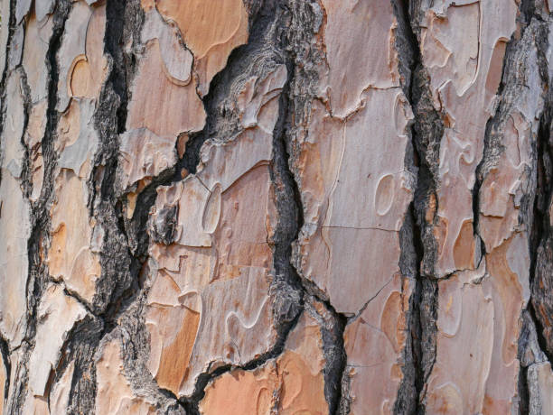 istock Pine bark detail background rich in color and texture 1411574914