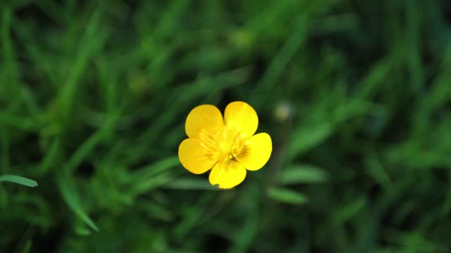 Meadow Buttercup close up view