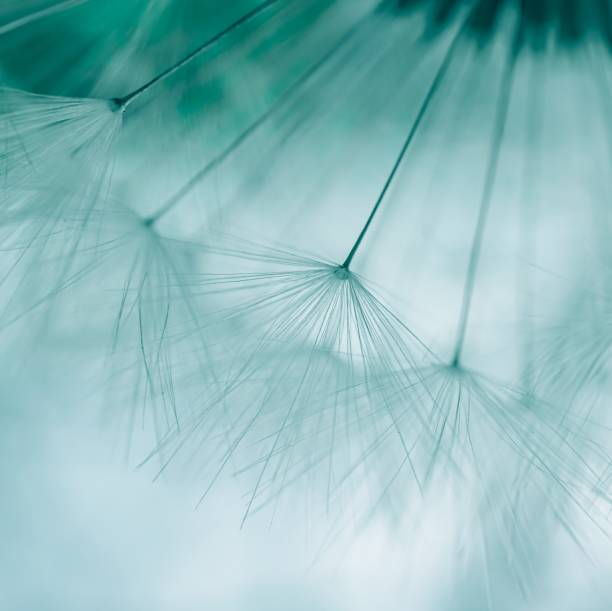 istock beautiful dandelion flower seed in springtime 1411576040