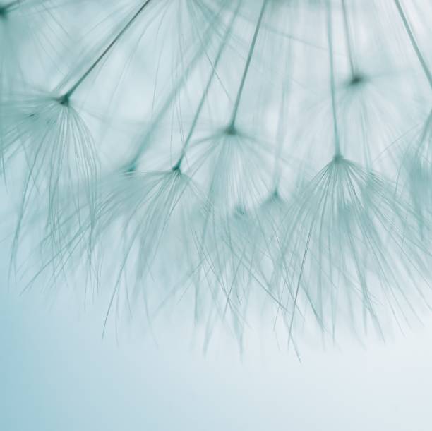 istock beautiful dandelion flower seed in springtime 1411576047