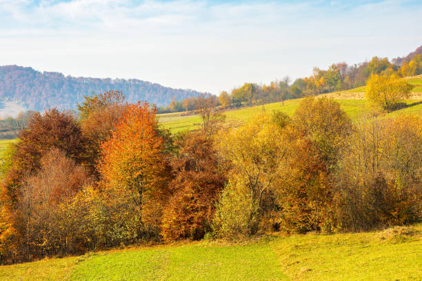 istock trees in colorful foliage on the rural fields 1411577561
