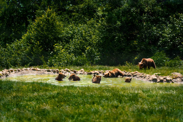 Bears In Pool Photo taken in Zarnesti, Romania zarnesti stock pictures, royalty-free photos & images