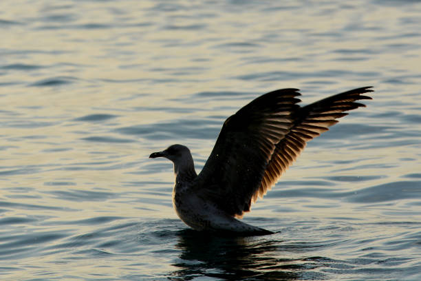 istock A seagull and the sunset 1411579626