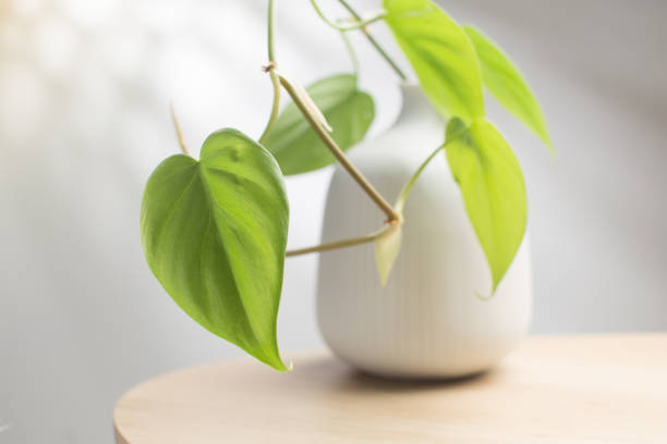 istock Philodendron cream splash in white vase on wooden table 1411580792