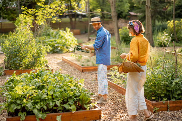 istock Farmers with freshly picked vegetables at garden 1411581621