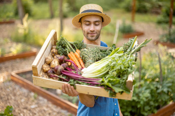 istock Farmer with freshly picked vegetables at farmland 1411581959
