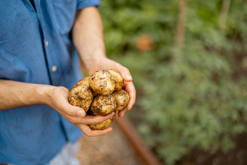 Man holds freshly dug potato on farmland, close-up on hands. Concept of agriculture and farming