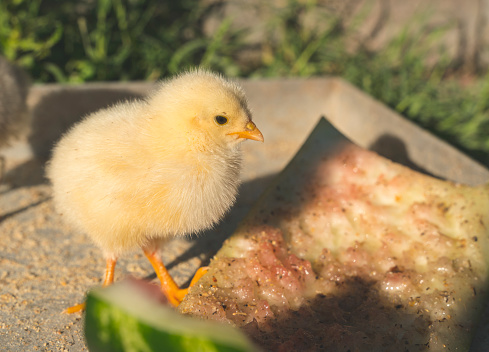 I caught one of them while the chicks were learning to live from their mother.