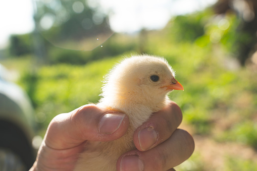 I caught one of them while the chicks were learning to live from their mother.