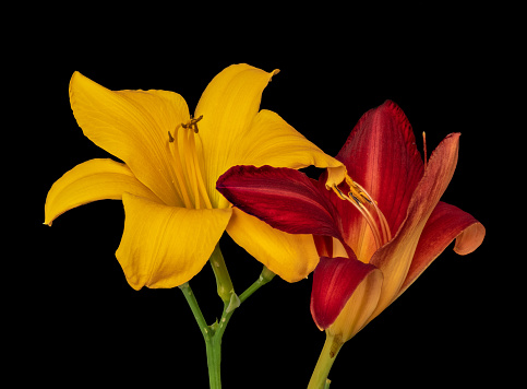 Fine art still life color macro image of a pair of isolated wide open red and yellow daylily blossoms with stem on black background with detailed texture
