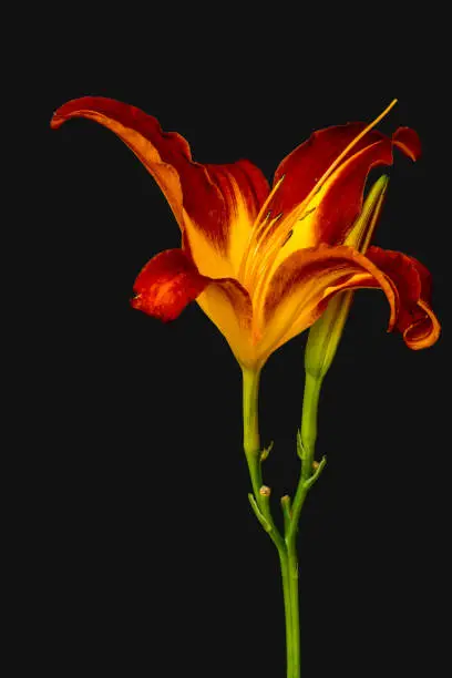 Daylily macro of a yellow red shining blossom and a bud,black background,detailed texture, fine art still life vintage painting, symbolic pair couple joint together