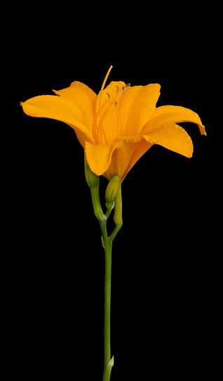 single isolated yellow daylily blossom,green stem and buds on black background with detailed texture