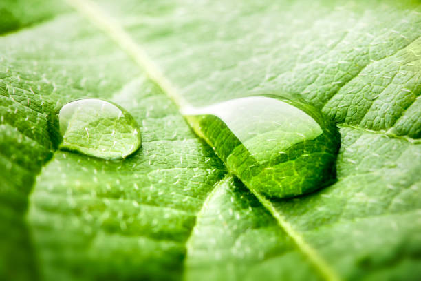 Raindrops on leaf Raindrops on leaf - macro shot water thinking bubble drop stock pictures, royalty-free photos & images