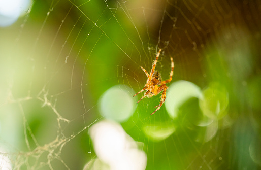 Dew drops on a spider with a blurred green background