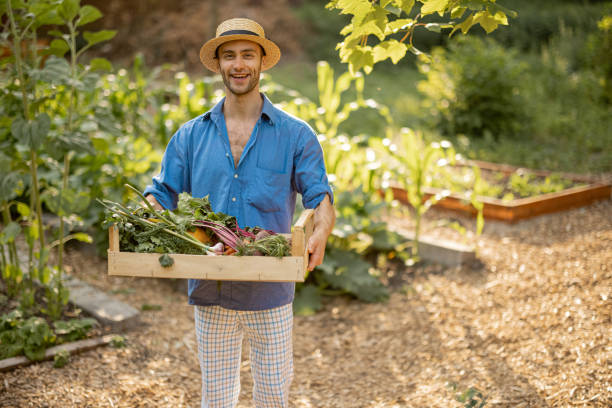 istock Farmer with freshly picked vegetables at garden 1411586361