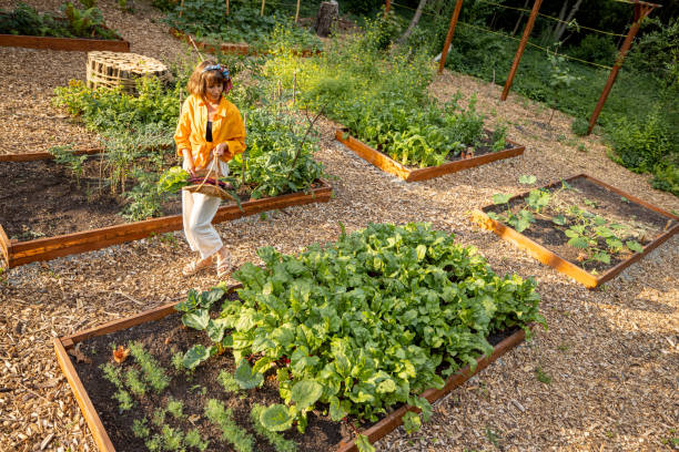 istock Woman at home vegetable garden 1411587258