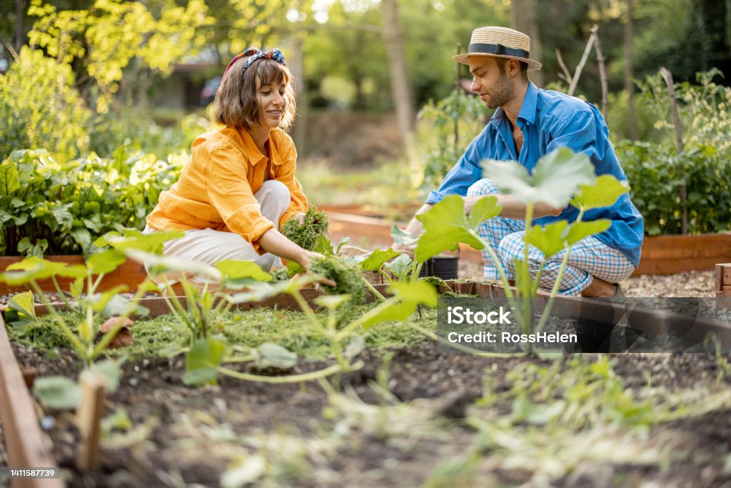 Man and woman mulch vegetable bed at home garden Man and woman mulch green pumpkins with cutted grass on vegetable bed at home garden. Farmers growing and taking care of plants at vegetable garden Mulch Stock Photo