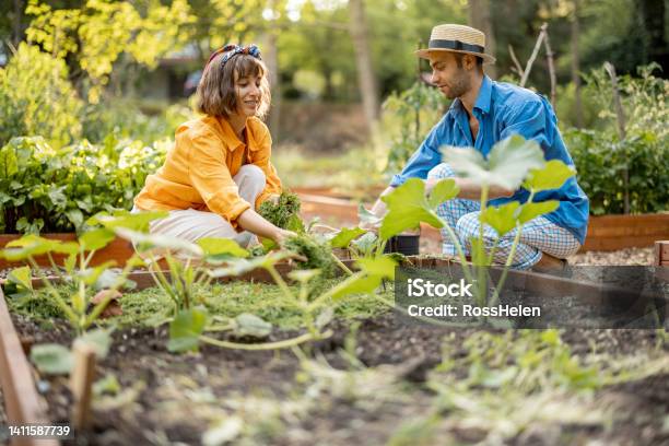 Man And Woman Mulch Vegetable Bed At Home Garden Stock Photo - Download Image Now - Mulch, Pumpkin, Active Lifestyle