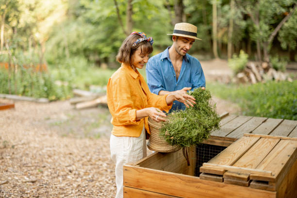 Couple throwing cut grass to compost wooden bin stock photo